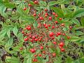 2011-0110-1340_Red_Berries_8,2C
